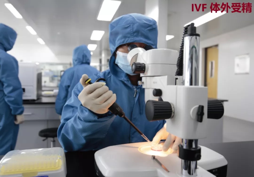 IVF 體外受精