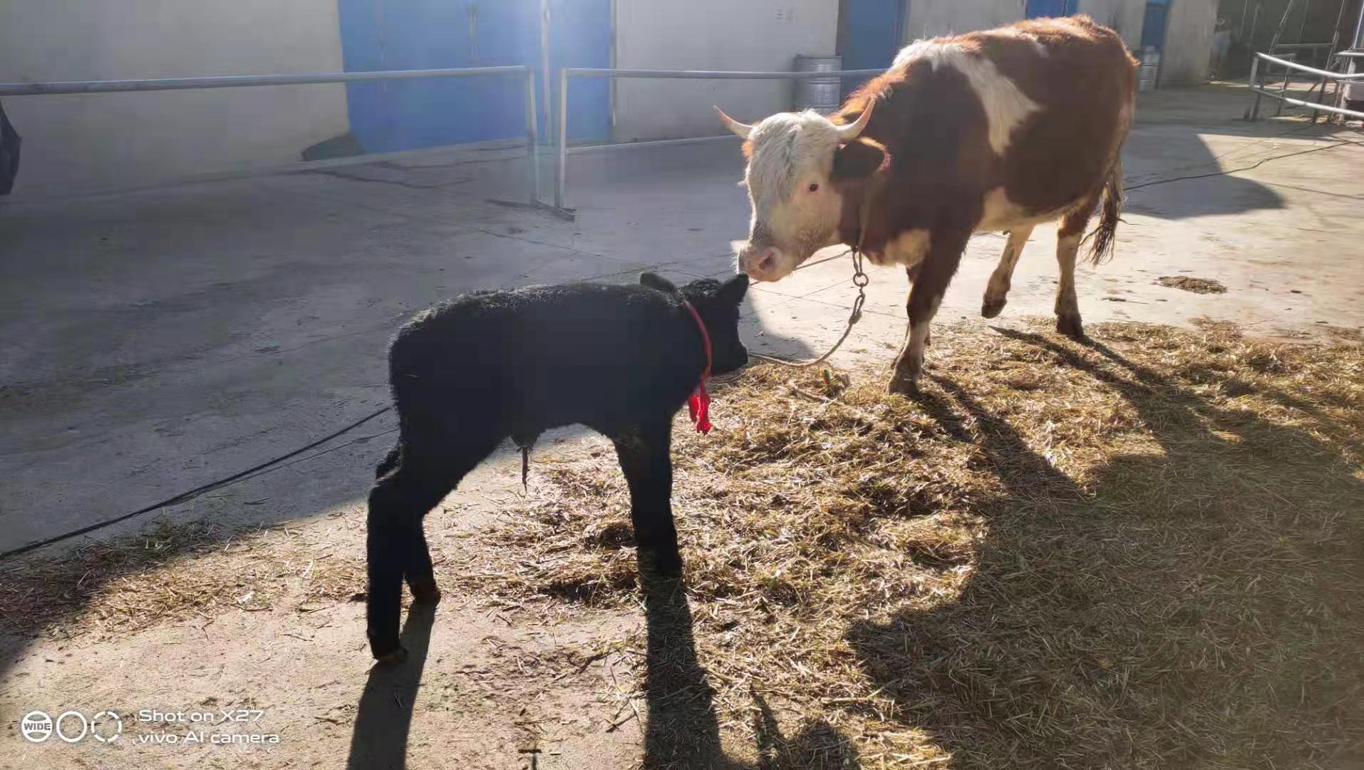 借胚胎工程成功“引種” 甘南州首批安格斯犢牛誕生