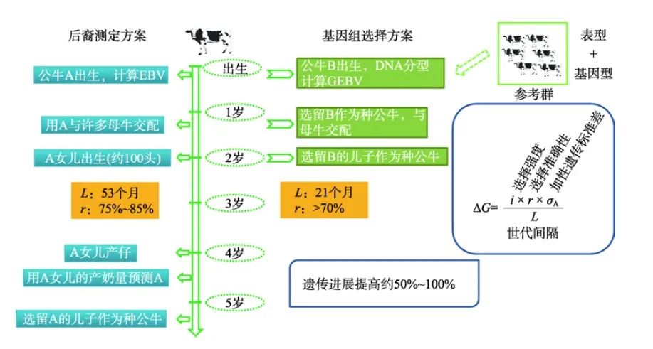 基因組選擇在奶牛育種中的應(yīng)用